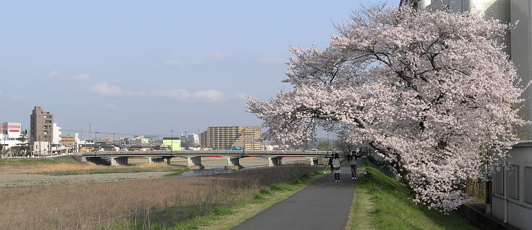 Sakura2010_2.jpg