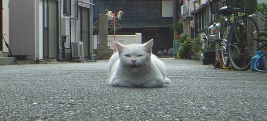 cat_kanbara071111_0.jpg