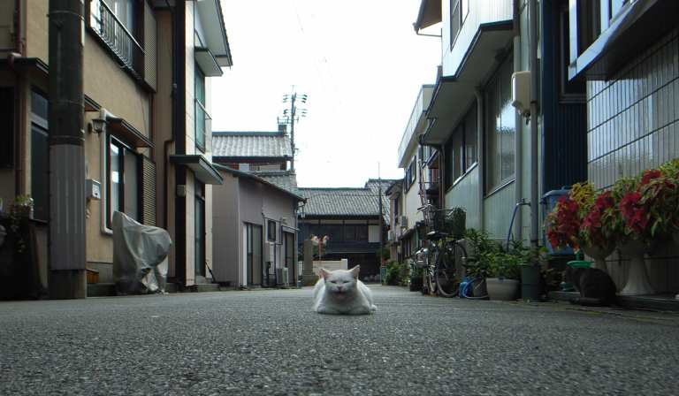 cat_kanbara071111_1.jpg